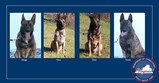 VADOC K9's Diego, Orca, Titus, and Tyson