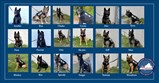 ورجینیا محکمہ اصلاح، VA, K9s Anubis, Ben, Chako, Cyrus, Doc, Eros, Faro, Farron, Gus, Hector, Jeff, Max, Mickey, Rio, Speedy, Tango, Tommy, اور Woodrow سبھی حفاظتی واسکٹ پہنے ہوئے ہیں۔