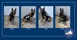 VADOC کے K9s Diego, Orco, Titus, اور Tyson حفاظتی واسکٹ پہنے ہوئے ہیں۔